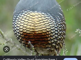 Trio Californian quail