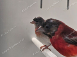 Red siskins mutations
