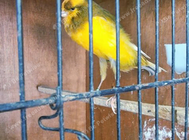 2026 yorkshire canary