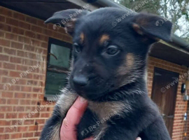 German Shepherd.