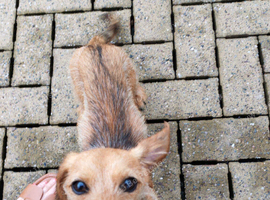 WIRED HAIRED DASHUND DOG
