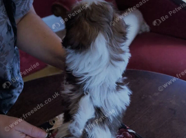 2 Little Shih Tzu's