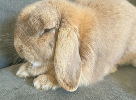 Mini Lop For Sale
