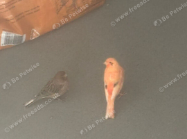 Lemonpink kentish canaries