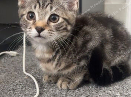 11 week old kitten