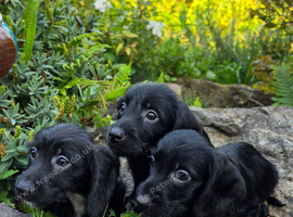 Doxiepoo puppies available