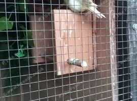 Variegated canary