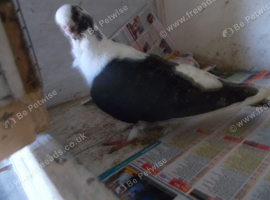PIGEON FOR SALE..