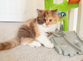 Pedigree British Longhair kittens TICA registered