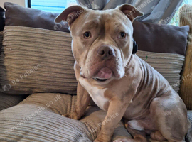 Male pocket bully