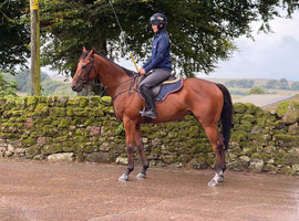 4 year old gelding 16hh