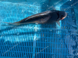 Large koi
