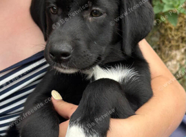 Labrador x Collie Puppies