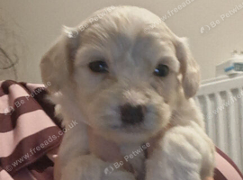 Bichon cross toy poodle