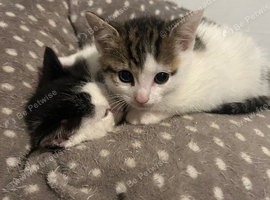 8 week old male kittens