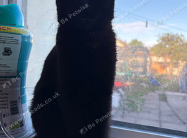 Black female kitten looking for a home