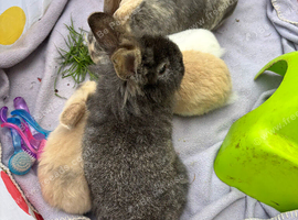 2 male Lionhead rabbits brothers