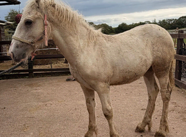 Big strong 6mth old colt