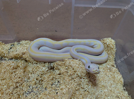 Male cow reticulated python