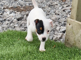 Jack Russell Puppy's
