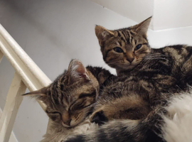 Four 6 month bengal kittens looking for a lovely forever home
