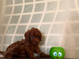 Dark Red Teacup Asian Poodle Girls