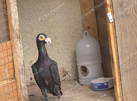 Female English Bagdad Carrier pigeon