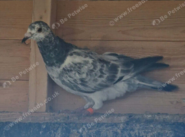 Grisell cock racer