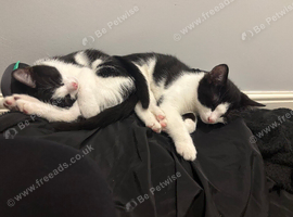 Kittens for sale