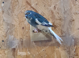 Blue female kakariki