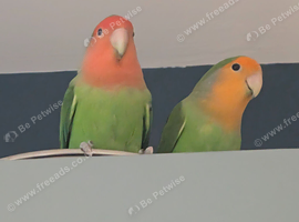 2 love birds