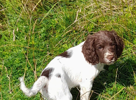 Gorgeous English Springer Spaniel Puppies