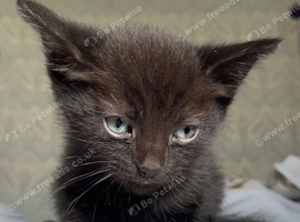 Beautiful black kitten