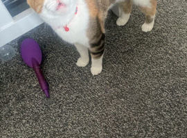 Girl cat she&rsquo;s 2