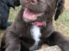 Beautiful Sprocker puppies