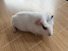 Beautiful Male White with Black Black Left Cheek - Handled Since Birth