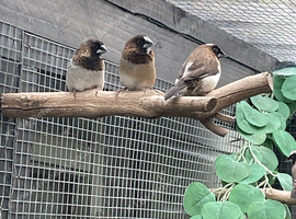 5 Bengalese finches