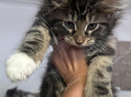 Maine Coon XXL Kitten &ndash; Black Silver Tabby & White Boy &ndash; TICA Registered