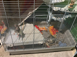 2 young female rats and cage