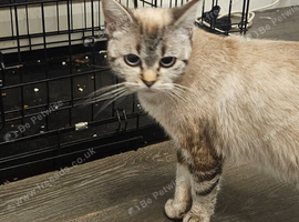 Female Persian Cat