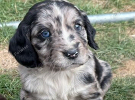 Working cocker spaniel puppies
