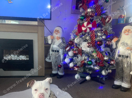 Female English bull dog