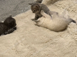 3 amazing fluffy kittens