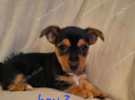 Jack Russell cross puppies