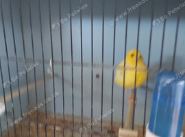3 young border canardery for sqle