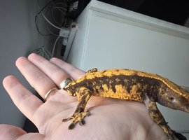 Tangerine cappuccino crested gecko -trades welcomed