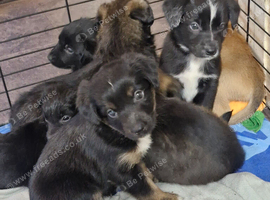 Akita shepherd x jack Russell