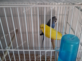Budgie