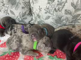 French bulldog Puppys