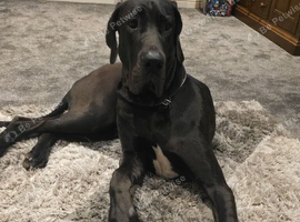 Black with white diamond chest great dane